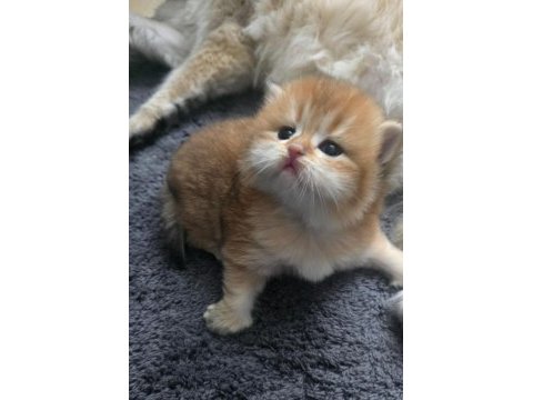Golden ny 11 dişi british longhair