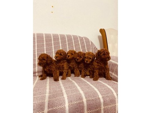 Toy poodle red brown kore kan
