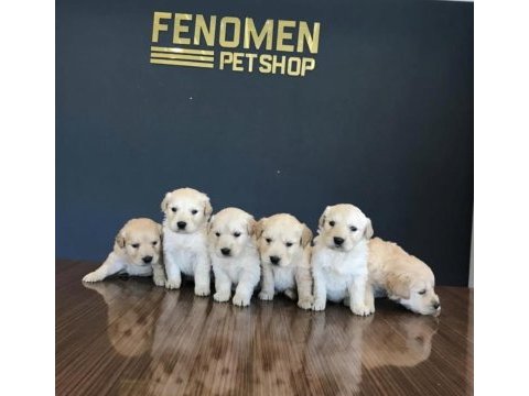 Baby face gerçek golden retriever yavrular