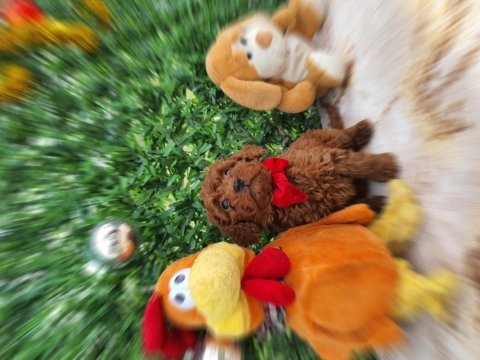 Oyuncak değil gerçek poodle