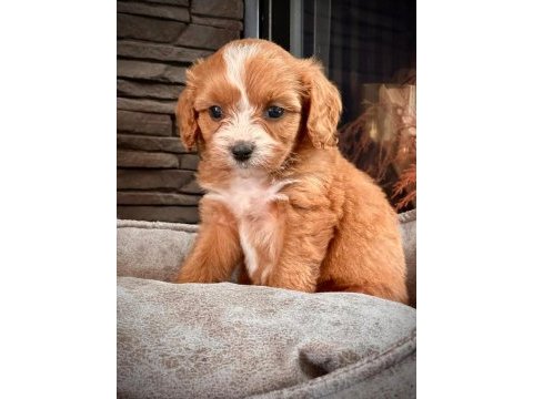 En özel cavapoo yavruları çiftlikten