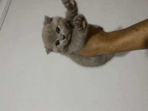 Lilac scottish fold yavrular