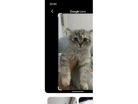 Anne baba cins yavrular da cins kedimiz