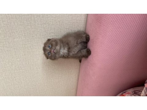 Scrli babadan cinnamon