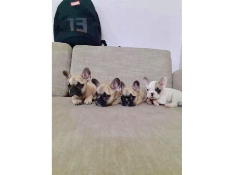 French bulldog yavruları