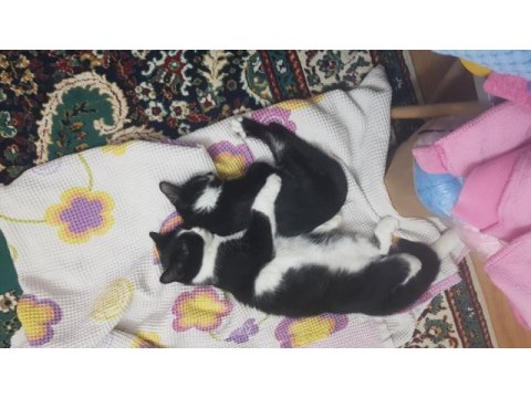 Tekli veya çoklu kedilerimizi sahiplendiriyoruz