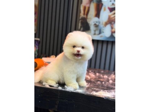 Sağlık ve ırk garantili pomeranian
