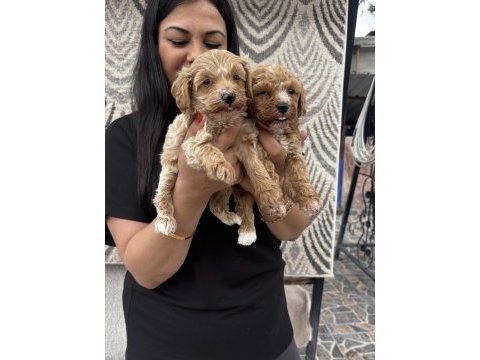 Ufacık maltipoo yavrularım