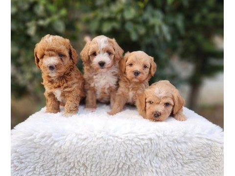 Aşılı mikroçipli pasaportlu maltipoo  yavrularımız 
