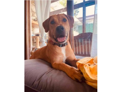 Almanyadan labrador kızımıza kalıcı yuva arıyoruz