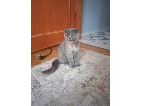 Yavrularımızı sahiplendiriyoruz scottish fold