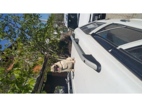 Pug mops paşa