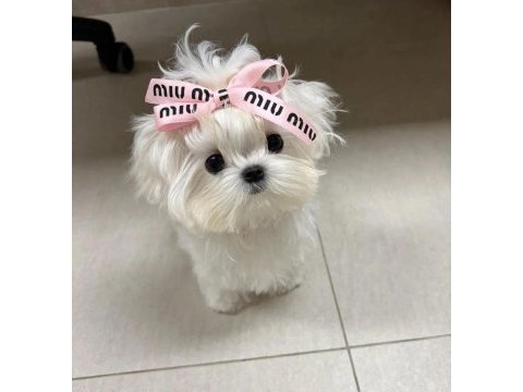 Korea maltese