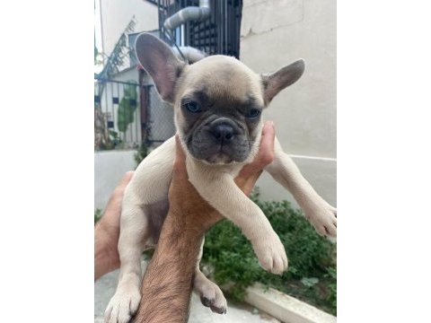 Fransız bulldog bebeklerimiz 66 günlük