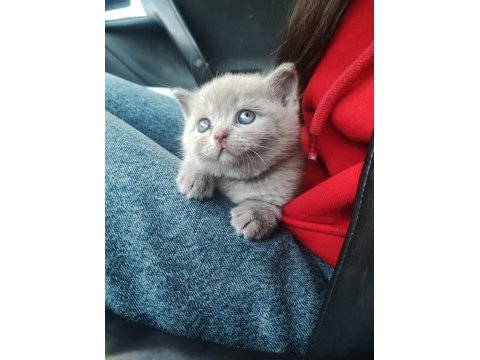 2 aylık british shorthair kızımız yeni yuvasını arıyor