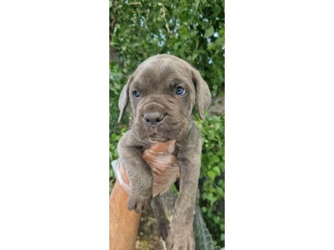 Irk ve sağlık garantili cane corso yavrular