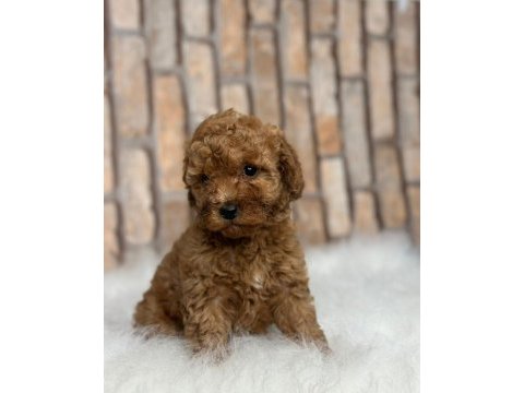 İstanbul köpek çiftliği her boy toy poodle yavrular
