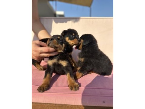 Rottweiler yavrular yeni yuvasını arıyor