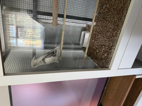 Full evcil erkek 8 aylık konuşan sultan papağanı