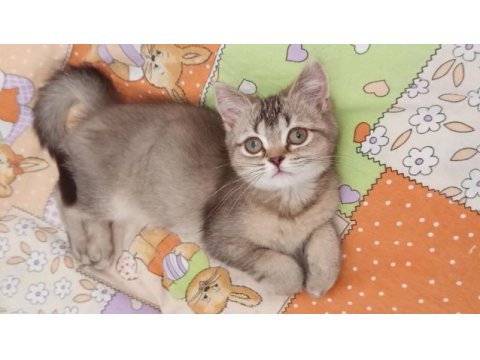 British shorthair ve british golden yavrularımız