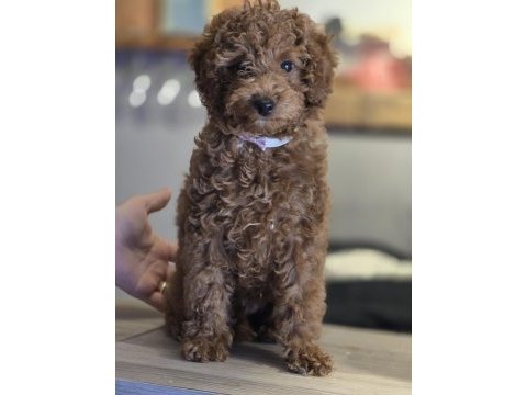 Toy poodle yavruları
