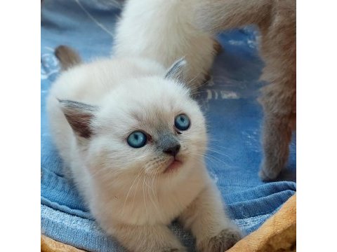 Yavru eiğitimli birbirinden sevimli kedilerimiz