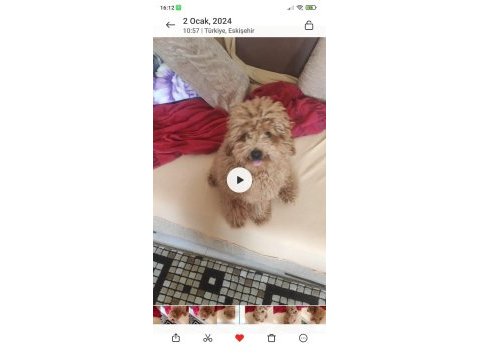 23 temmuz doğumlu erkek toy poodle