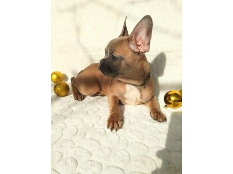 Güzeller güzeli french bulldog bebeklerimiz