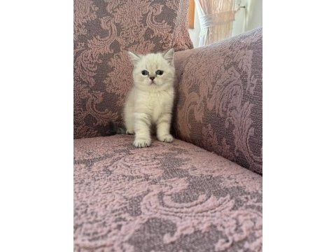 British shorthair blue point
