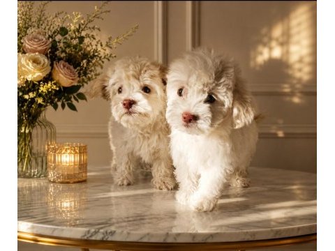 Maltipoo minikler