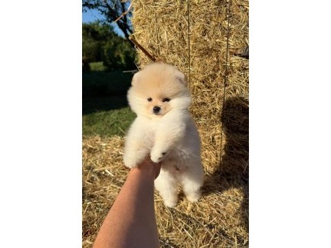 Orijinal safkan pomeranian boo bebeklerimiz