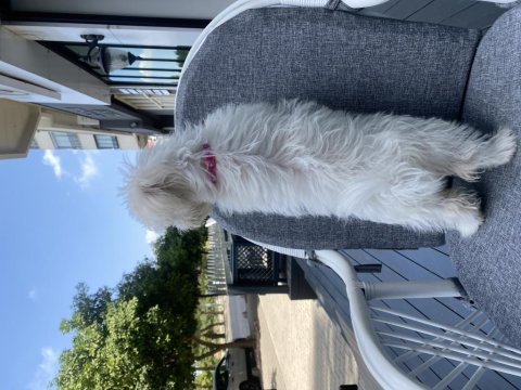 4 aylık maltipoo dişi