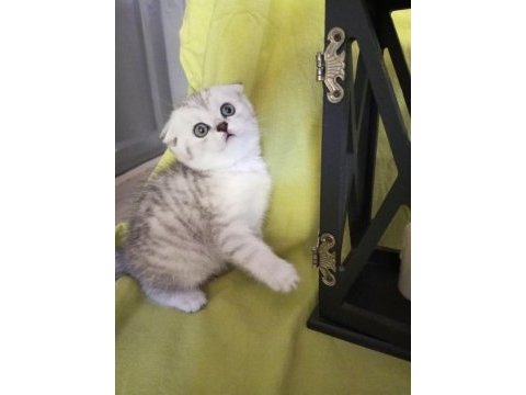 Scottish fold 1 dişi 1 erkek 2.5 aylık