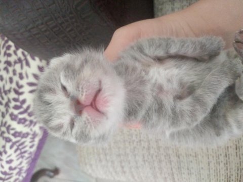 Bebek shorthair yavrularımız