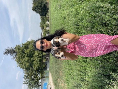 Beagle yavrularım sağlık ve garantilidir