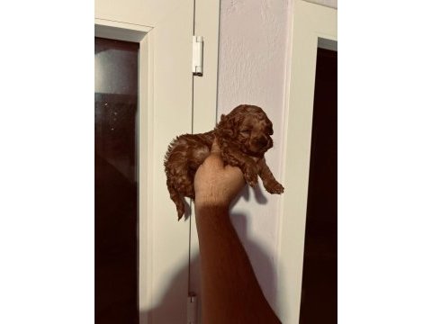 Kore poodle yavrular