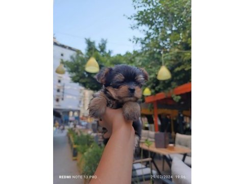 Mini yorkshire terrier baby