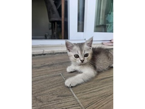 2 aylık british shorthair kedisi