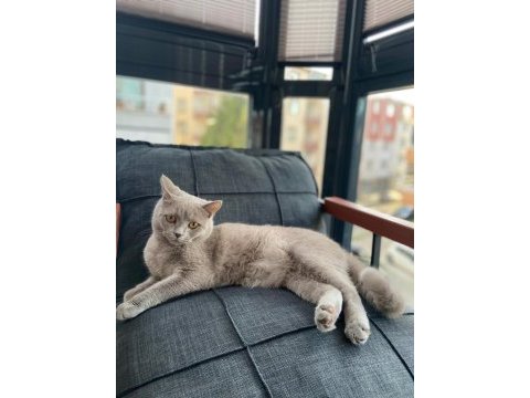 Sahiplendirilecek british shorthair kedimiz
