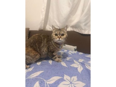 Orjinal british shorthair