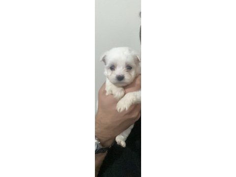 0 numara maltese terrier