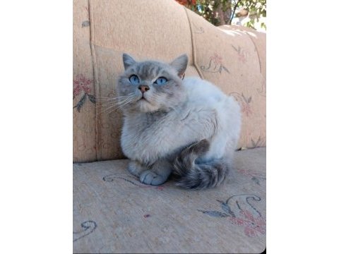 Blue point british shorthair