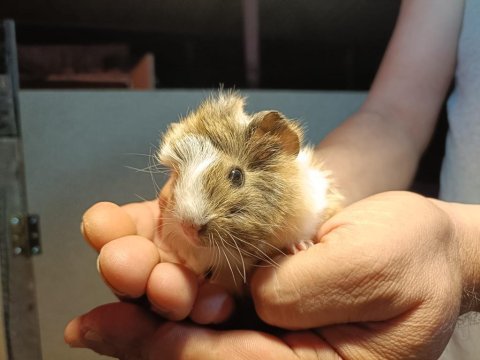 Guinea pig yavrularımızı sahiplendirme