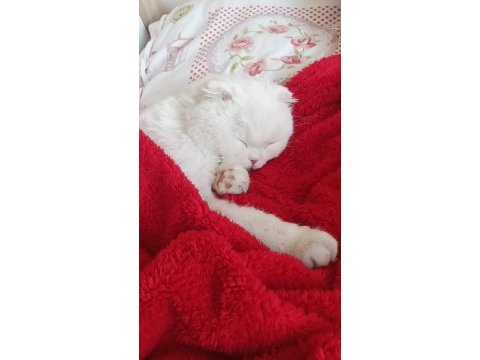 2 yaşında beyaz scottish fold