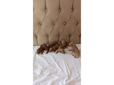 Toy poodle bebekler