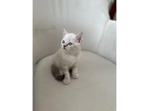 Safkan british blue point yavrular