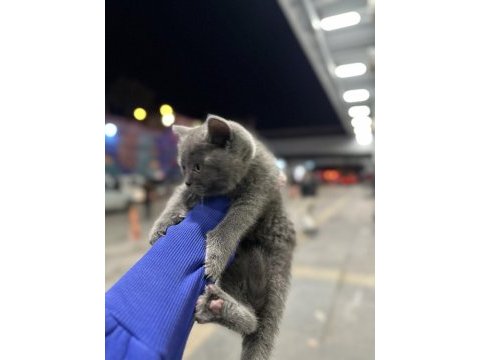 British shorthair kedimiz