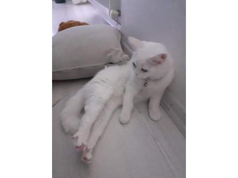 Acil british shorthair ilanı 11 aylık kedimiz eşyalarıyla