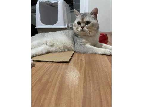 Acil erkek scottish fold sahiplendirme