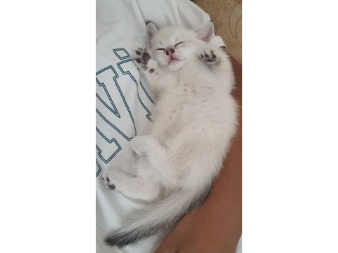 British shorthair beyaz pamuk gibi yavrular